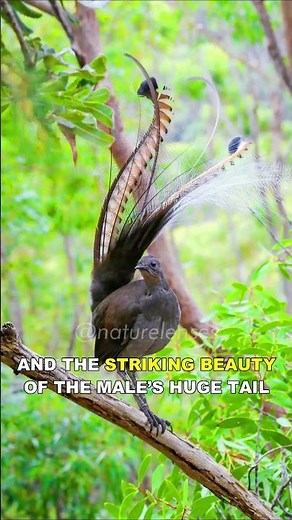 This Bird Can Mimic Any Sound