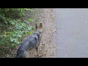 GSD walking her favorite trail
