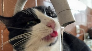 slow-motion footage of a wild street cat happily drinking water from a tap in an abandoned factory, the whole process is visible in detail