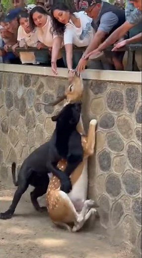블랙팬서와 사슴의 뜻밖의 만남! 멸종 위기종 보호 교육 현장🐾 #블랙팬서 #사슴 #야생동물보호 #생태계 #동물스타그램