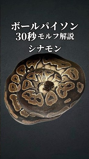 黒蛇の元 #ボールパイソン #爬虫類 #reptiles #ballpython #解説
