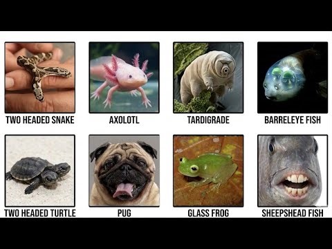 8 Mistakes of Nature in 4 Minutes