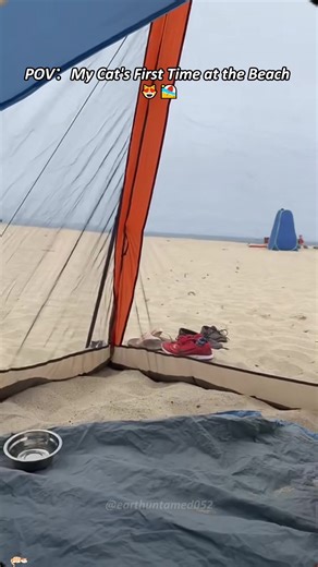 Cat Experiences the Beach for the First Time