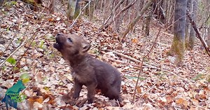 Video Captures The Very First Howls Of A Wolf Pup