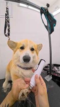 Corgi Grooming