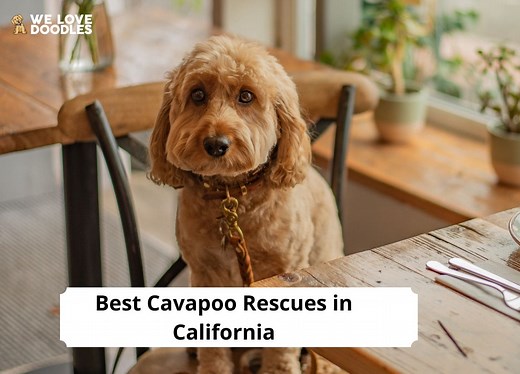 5 Best Cavapoo Rescues in California! - We Love Doodles