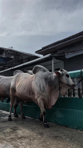 Sapi Limosin: Ciri dan Keistimewaannya