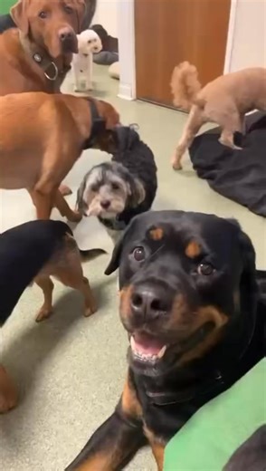 Who can catch the treat part 2 🍖 | K9-club