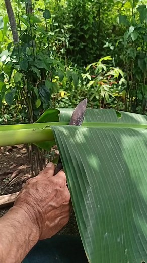 982K views · 6.1K reactions | Making a healing hair oil with nature's liquid green  #hair #oil #hairoil #nature #green #liquidgreen #bananaleafoil | Nayona Tips | Facebook