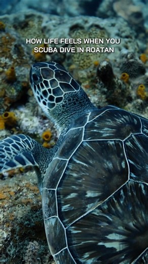 Diving in Roatan is like stepping into a breathtaking underwater paradise!✨ Tag that dive buddy you’ve been meaning to explore Roatán with! Who’s your next island dive crew? 🐠🤿 #RoatanDiving #UnderwaterParadise #ScubaLove #MarineLife #DiveAdventure #OceanEscape #CoralReef #ExploreRoatan #GoodVibesGreatDives #SunDivers | Sun Divers Roatan