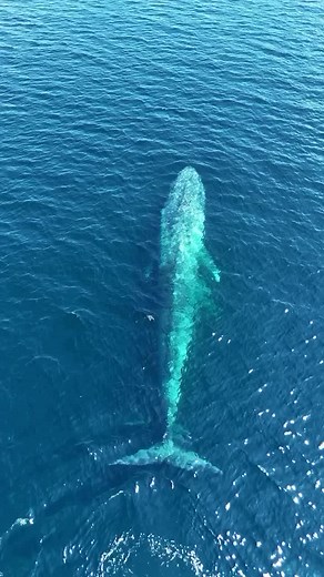 Majestic Blue Whales in Komodo National Park