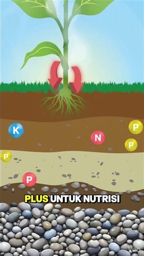 The Secret to a Winning Chili Fertilizer Mix!