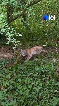 Naissance d'un bébé Lynx boréal dans un parc animalier des Deux-Sèvres