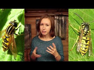 A Very Short Film on Evolution