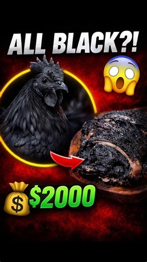 The World’s Darkest Chicken 😈 Would You Eat This?”#shorts