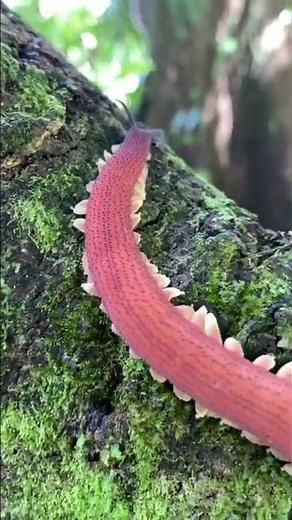 GIANT RED VELVET WORM! (Mongeperipatus solorzanoi) #shorts