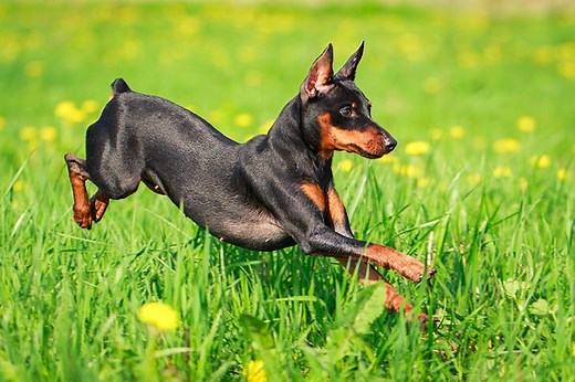 Miniature Pinscher (Min Pin) Puppies For Sale