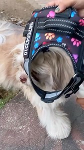 1.8K views |  ORDER NOW  - Personalized Dog Harness. Get free custom GIFT with every harness purchase! Limited time offer! | Indihopshop | Facebook