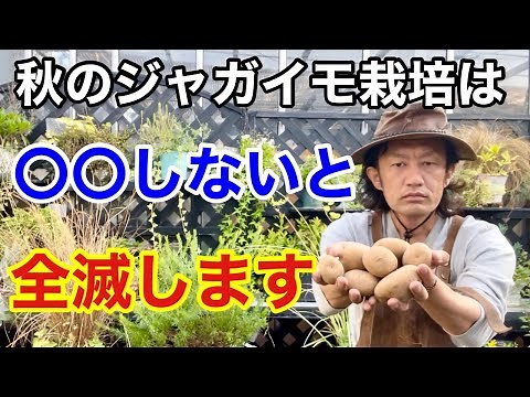 【３つのポイント】失敗させない秋のジャガイモ栽培教えます 【カーメン君】【園芸】【ガーデニング】【初心者】