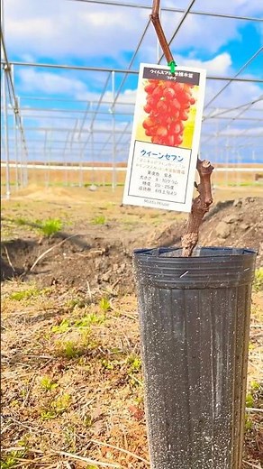 世界で1番美味しいぶどう（当家調べ）植え付け#ぶどう栽培 #シャインマスカット #クイーンセブン