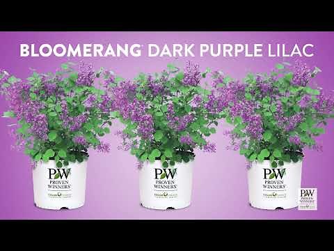 Bloomerang Dark Purple Lilac - As Seen on National Television