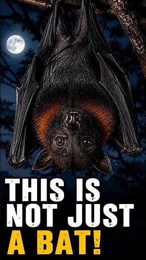 Indian Flying Fox: The Sky Ghost You’ve Never Seen 🦇 #shorts #facts #animals #smallcreator