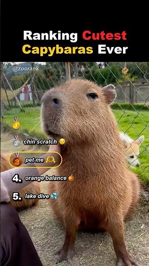 Ranking Cutest Capybaras Ever 🍊 #capybara #cute