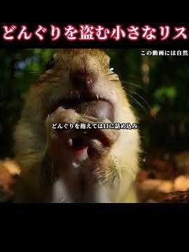 「どんぐりをこっそり持ち去るリス」＃動物世界 ＃リス ＃動物愛護