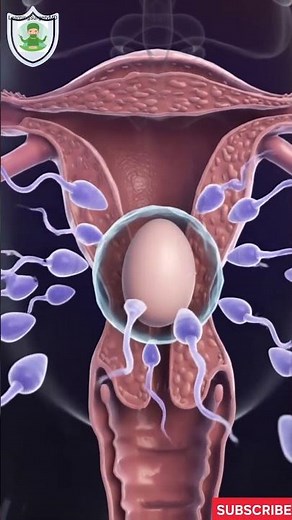Fertilization Process (3D Animation)