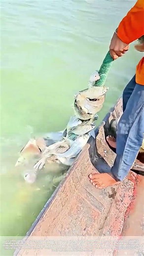 Hauling in the Catch: How a Fisherman Retrieves a Net Full of Fish From the Water