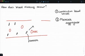 SOLVED:Discuss coagulation and the role of platelets in the coagulation process.