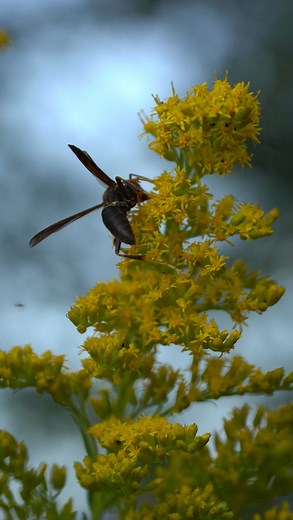 Just some misunderstood wasps #wasps #beekeeper #wasp #yellowjackets #waspnest | Bowser Bee