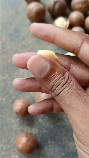 Organic Macadamia Nuts | 100% fresh and organic| #macadamianuts #macadamia #nature #youtubeshorts
