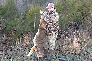Hunter Drops Chunky 50-Pound Coyote In Its Tracks in Tennesee