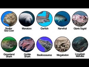Every Sea Monster That Was Actually Real Explained