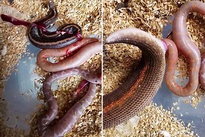 Gross video shows pregnant boa constrictor giving birth to LIVE babies