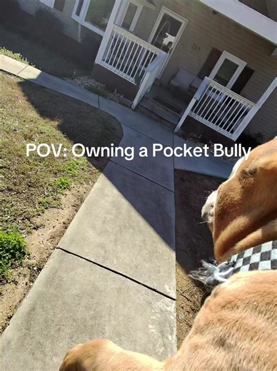 Owning a Pocket Bully: A Humorous POV Experience