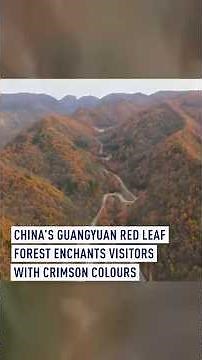 China’s Guangyuan Red Leaf Forest enchants visitors with crimson colors