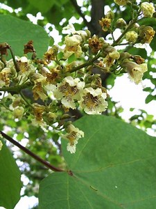 Catalpa ovata - Alchetron, The Free Social Encyclopedia