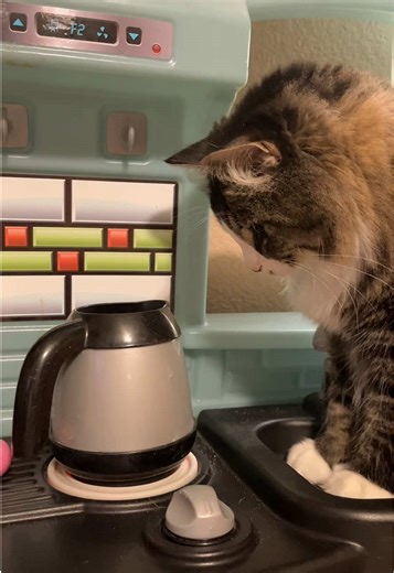 Overwhelmed in the Kitchen: A Morning with Cats