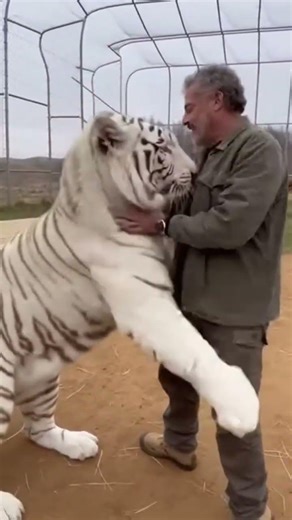 White Tiger Hugs His Human Like a Giant Cat 😍🐯