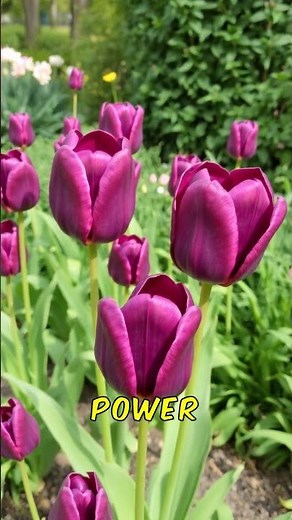 Dark Secrets of the Queen of Night Black Tulip