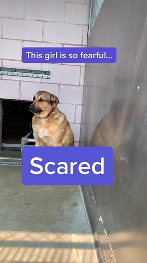 Fearful Dog Rescue: Gentle Leashing & Building Trust