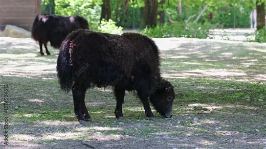 Young baby domestic yak, Bos grunniens. A long-haired domesticated bovid found throughout the Himalayan region of the Indian subcontinent, the Tibetan Plateau and as far north as Mongolia and Russia.