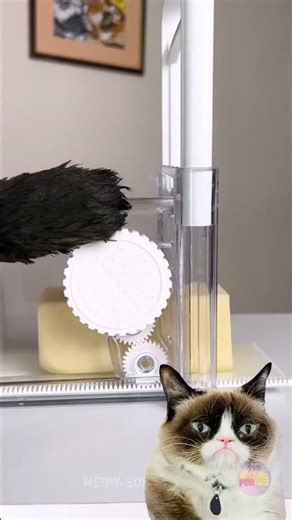 CAT TEST: CHEESE SLICER😻| Smart cat tests out the best mess-free home gadget to slice cheese #shorts
