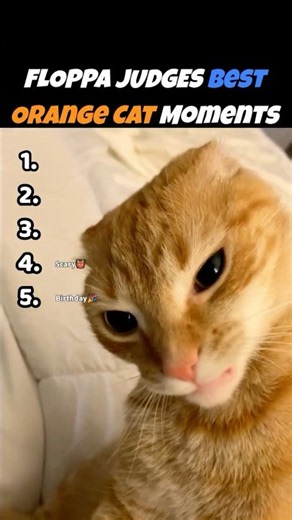 Floppa Judges Best Orange Cat Moments #cats #orangecats