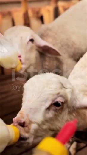 Feeding🍼 the Flock: Caring for Baby Lambs #animals