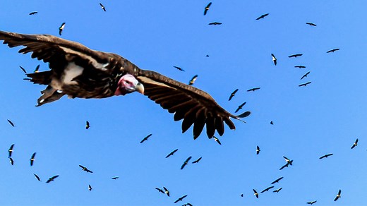 1.5M views · 18K reactions | Los buitres son aves carroñeras que necesitan volar para localizar a sus presas muertas, pero deben ahorrar energía y por eso evitan agitar sus alas 礪 #LosSecretosDelReinoAnimal | Animal Planet Latinoamérica | Facebook