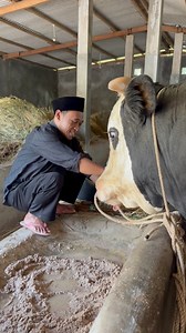 21K views · 332 reactions | Sapi raksasa langka #sapi #cow #bull | Revan Dolan Kandang | Facebook
