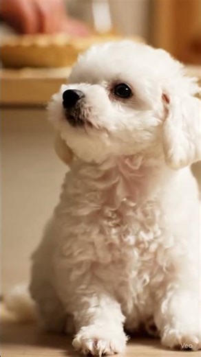 🥧👀 The Cutest Co-Chef! ✨ Fluffy Poodle Puppy is OBSESSED with Apple Pie!